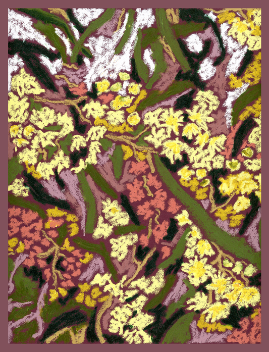 Golden Wattle